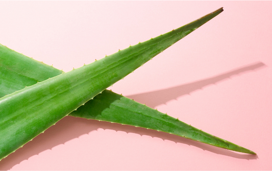 Aloe Vera – Eine echte Wunderpflanze